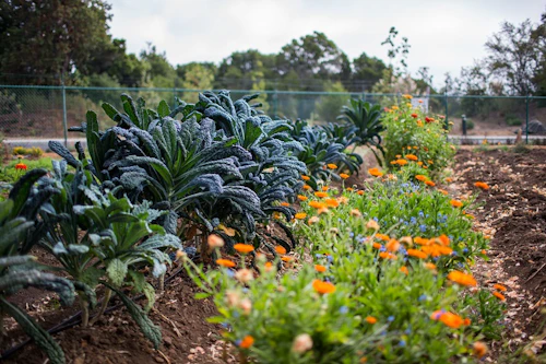 Plantas en el jardín