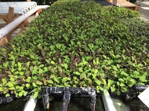 microgreens en el invernadero