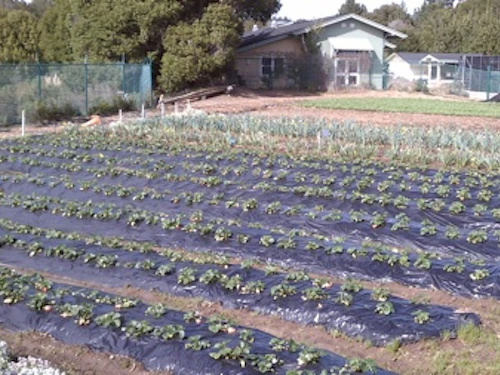 filas de vegetales orgánicos creciendo