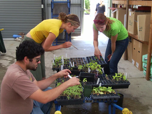 Tres estudiantes trabajando con jóvenes plantas