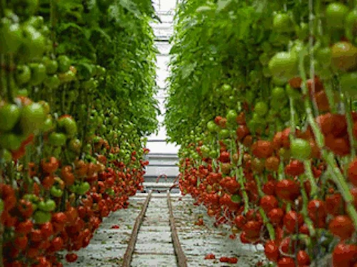 tomates, edificio y animación de lechuga