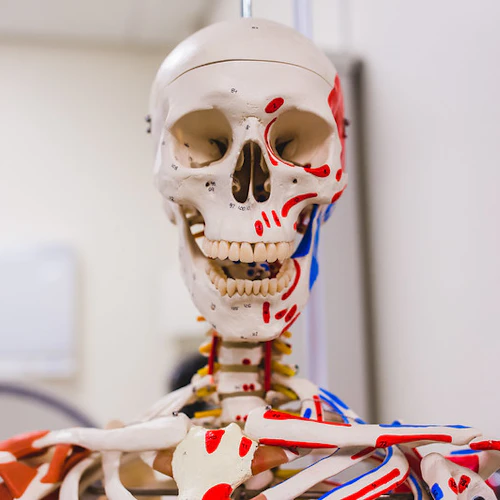 Modelo esquelético