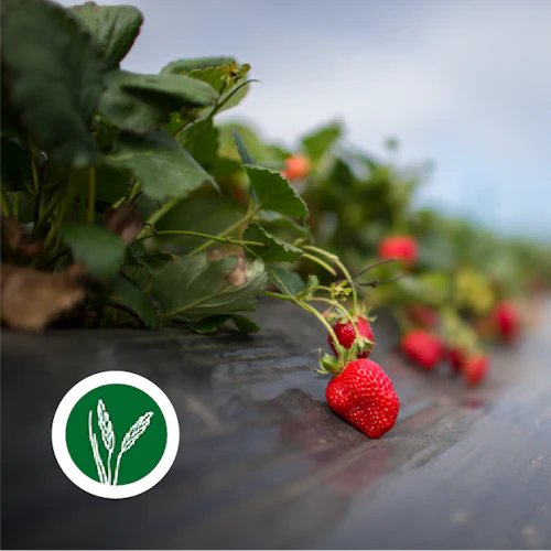 Fresas creciendo en el jardín