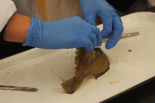 Fish dissection