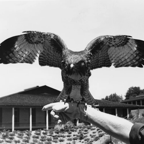Hawk with wings out on an arm