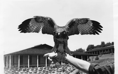 Hawk with wings out on an arm