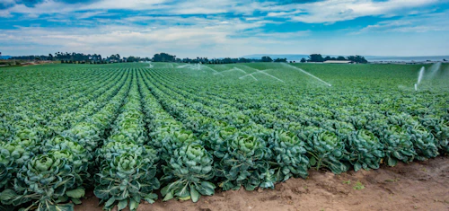 plantas de verduras en un campo