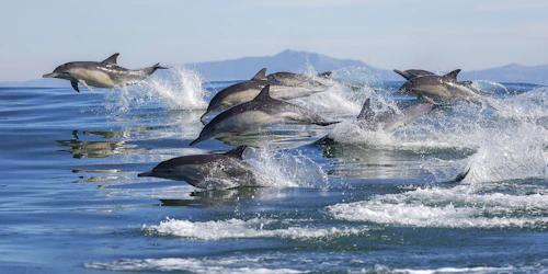 Delfines en el Océano