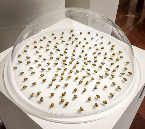 detalle de imagen, Joe Anrheim, Squeak Carnwath