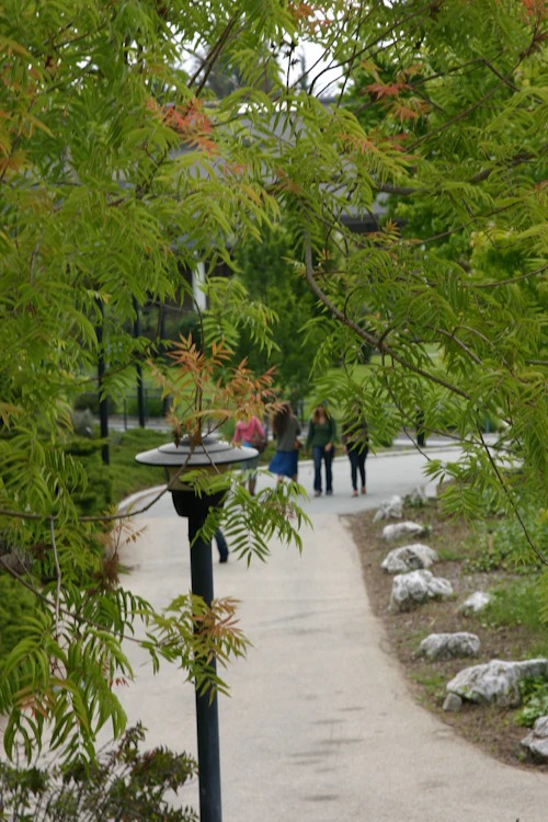 treelined pathway on Cabrillo campus