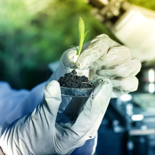 planta brote siendo probada