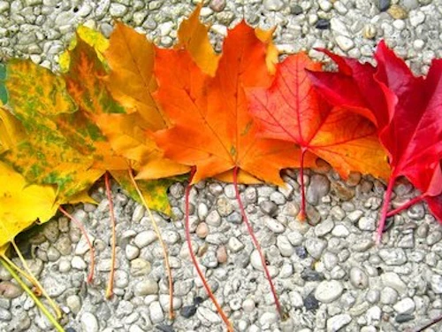 maple leaves in a rainbow of colors arraged in the shape of a rainbow