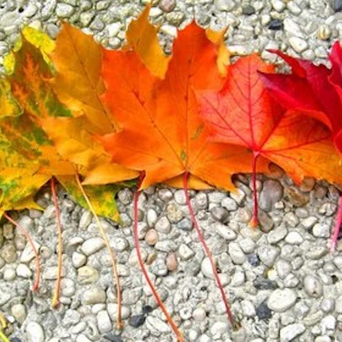 hojas de arce en un arco iris de colores dispuestas en forma de arco iris