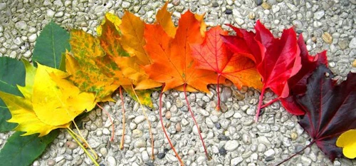 hojas de arce en un arco iris de colores dispuestas en forma de arco iris