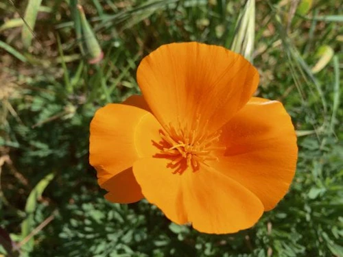 Caloflor amarilla de California