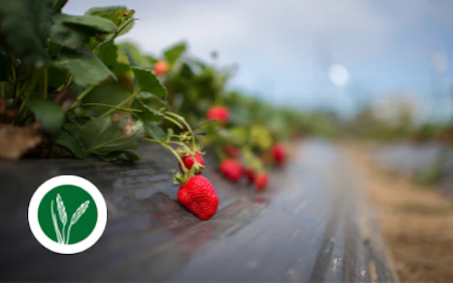 Strawberries in the field