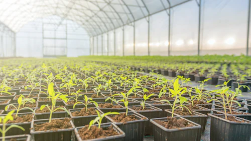 Young plants in greenhouse