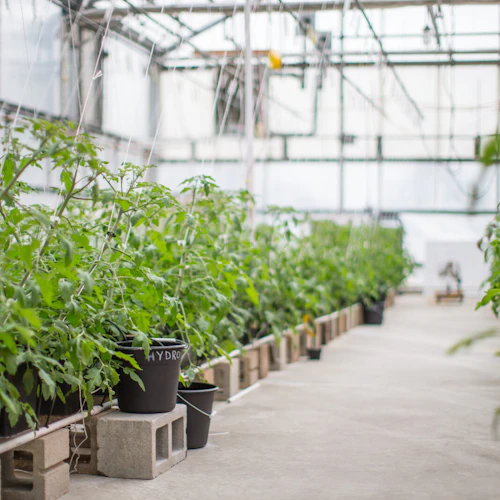plants in a greenhouse