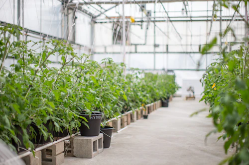 plants in a greenhouse