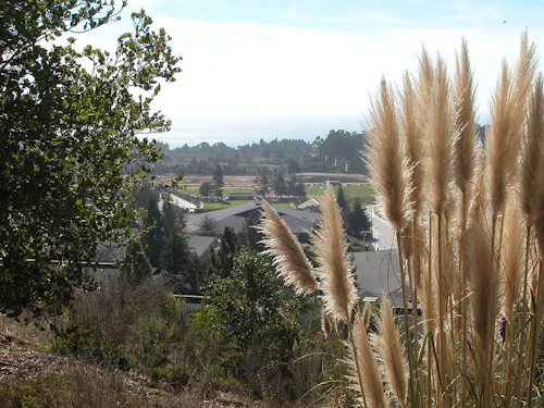 Imagen decorativa: vista panorámica de la bahía de Monterey