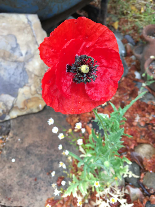 red poppy with black center in full bloom