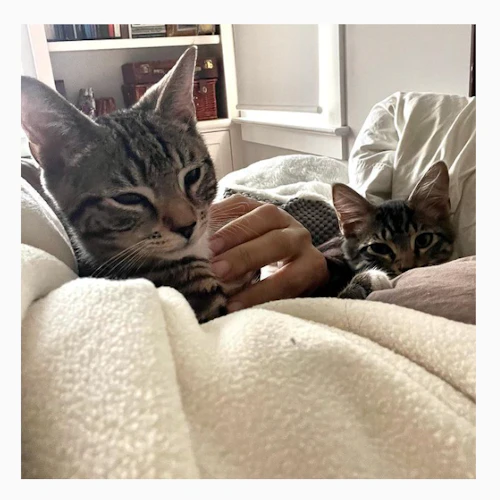 American shorthair cats snuggling on fuzzy blanket