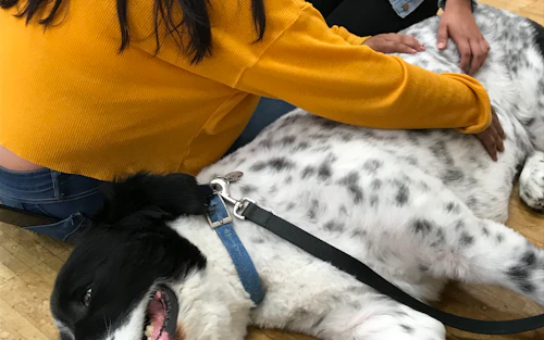 a dog lies on the floor while two students pet them