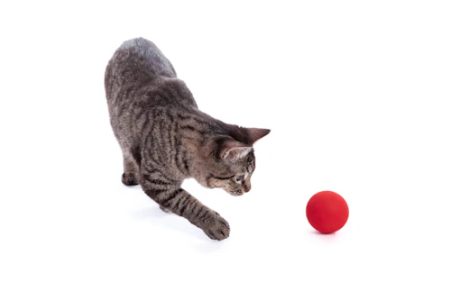 Gato jugando con una pelota