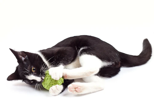 gato jugando con una pelota sobre un fondo blanco