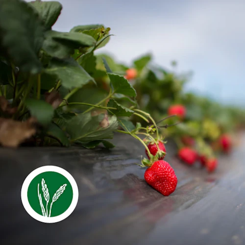 Agricultura y Recursos Naturales