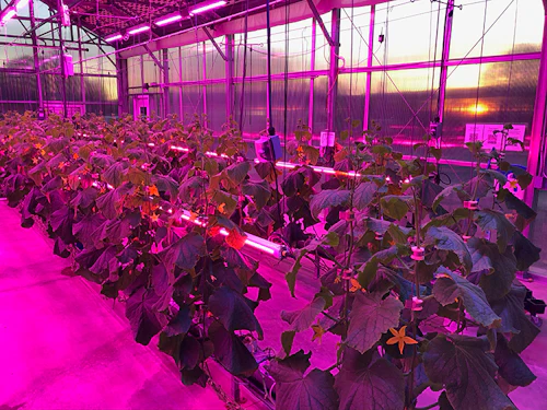 Invernadero de Tecnología Agrícola