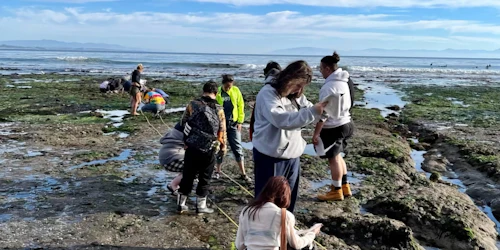 Environmental science students take scientific measurements on an exposed intertidal reef
