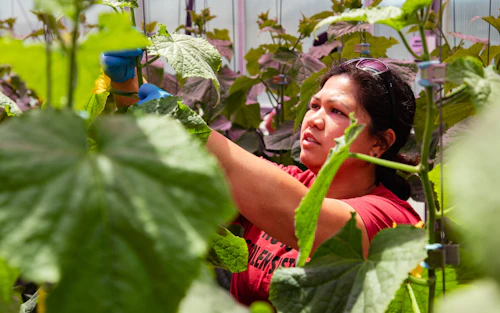 Una mujer podando vides en un invernadero.