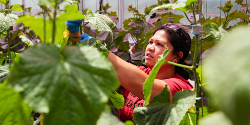 Una mujer podando vides en un invernadero.