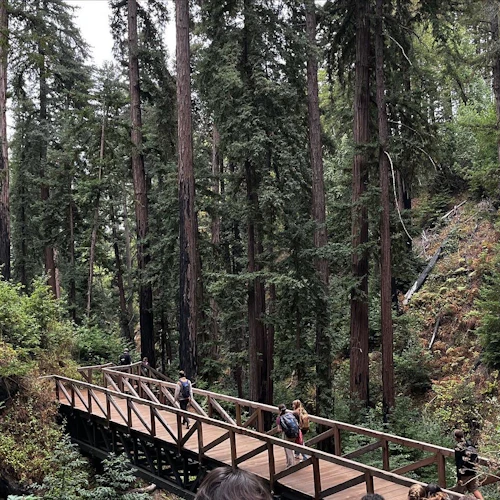 Students walking across a bridge in the redwood forest