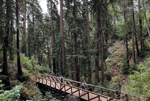 Students walking across a bridge in the redwood forest