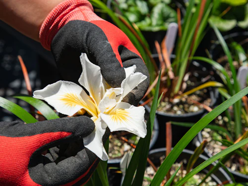 hands holding a flower