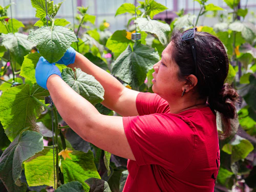 student in the greenhouse