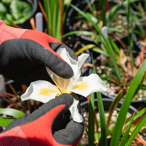 mano sosteniendo una flor de planta