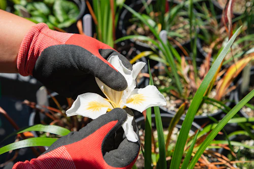 mano sosteniendo una flor de planta