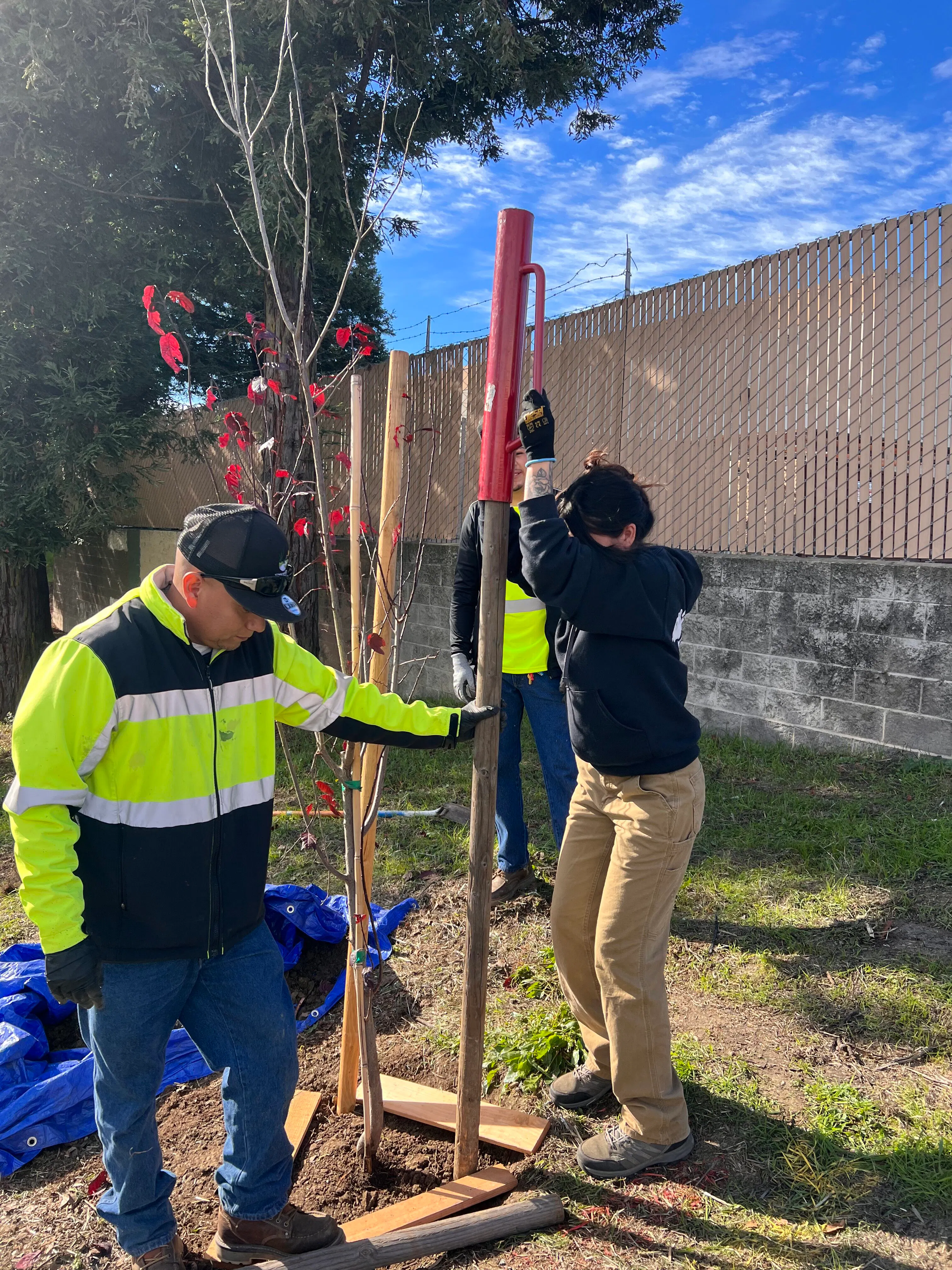 Student planting trees