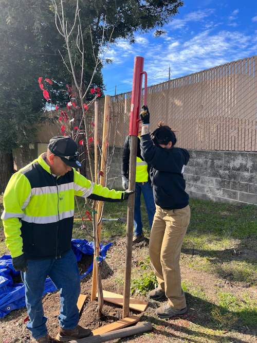 Student planting trees