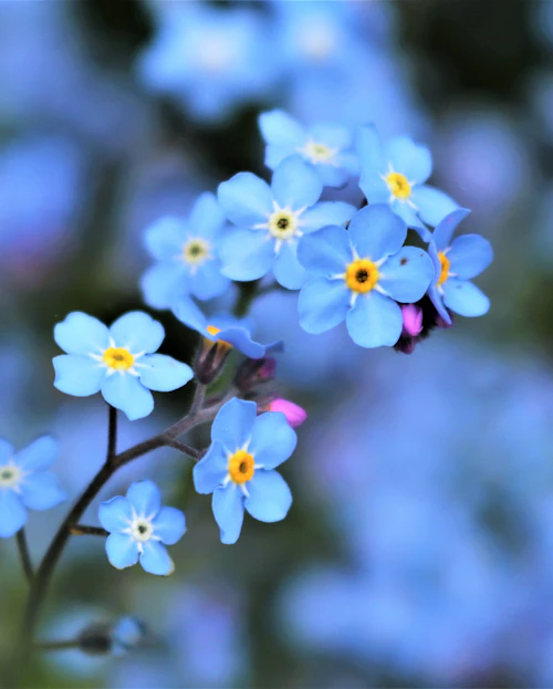 Forget me not flower